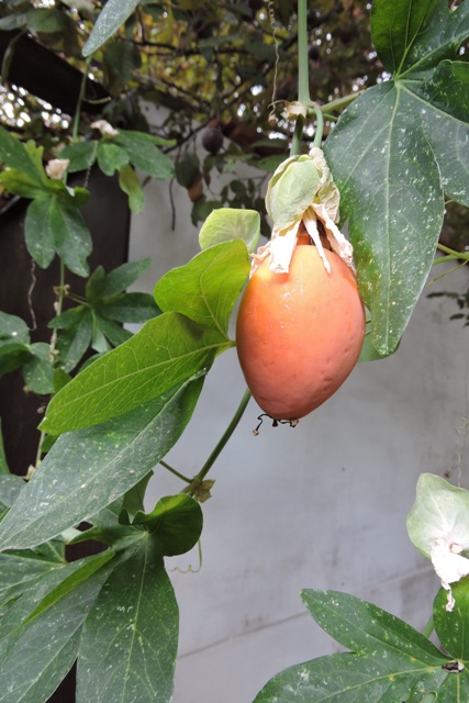 Ripening Passionfruit